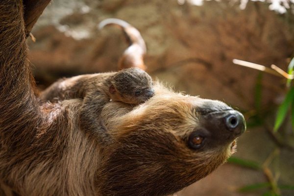 Prosigue el 'baby boom' en Loro Parque (Tenerife) con el nacimiento de una cría de perezoso