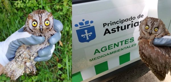 Devuelven a dos autillos a su hábitat tras su recuperación en Sobrescobio (Asturias)