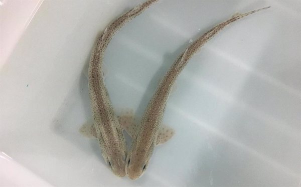 Descubren un método para estudiar el estado reproductivo de tiburones con biopsias de su piel