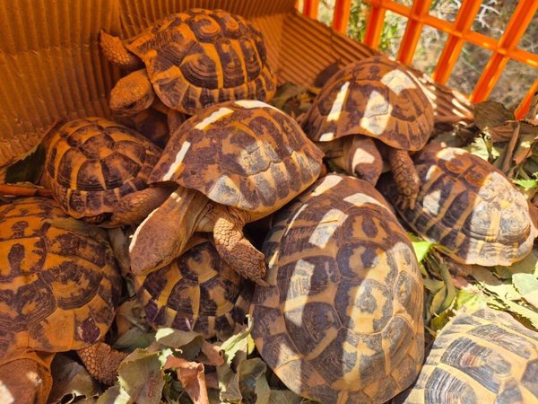 El Cofib libera a un centenar de tortugas mediterráneas recuperadas en sus instalaciones
