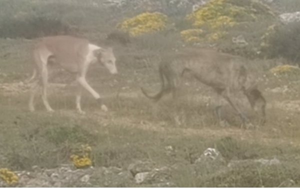 Pillan a un vecino de Tudela (Navarra) cazando en Soria de forma ilegal y en su huida abandona a sus perros