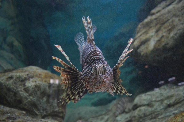 Los peces tropicales ganan terreno en el Estrecho y el mar de Alborán