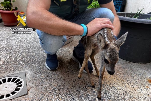 El SEPRONA de la Guardia Civil localiza una cría de corzo en un domicilio de Zaragoza
