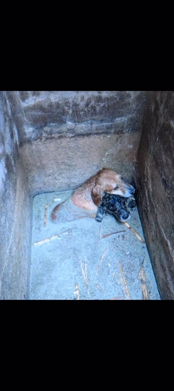 Rescatan a tres perros pequeños semienterrados en el fondo de una arqueta anegada en El Campello (Alicante)