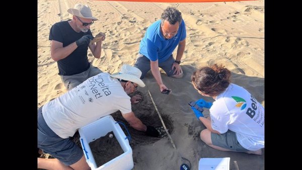 Localizan el primer nido de tortuga boba de la temporada en Cataluña