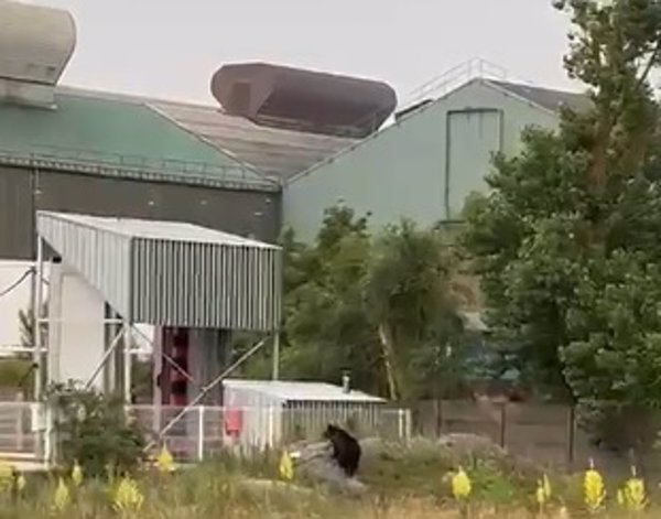 Se mantiene el dispositivo por el oso avistado en Reinosa (Cantabria) aunque se habría ya adentrado en el monte