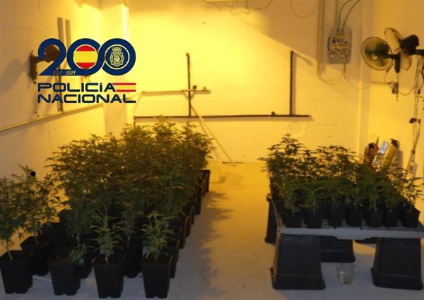 Desmantelada con cuatro detenidos una organización dedicada al cultivo de marihuana en La Línea y Costa del Sol