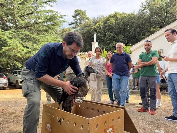 El programa de reintroducción del quebrantahuesos en Andalucía logra más nacimientos en el medio natural esta temporada