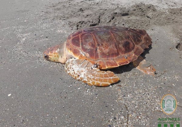 Certificado un nuevo anidamiento de tortuga boba en Mojácar (Almería), el quinto documentado en la provincia desde 2001