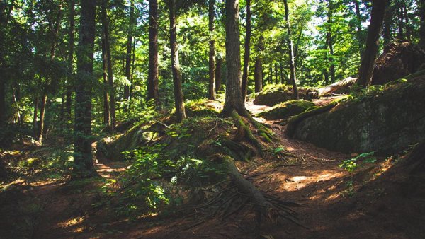 El Gobierno aprueba 32 millones para restaurar masas forestales en decaimiento o con riesgo de desertificación