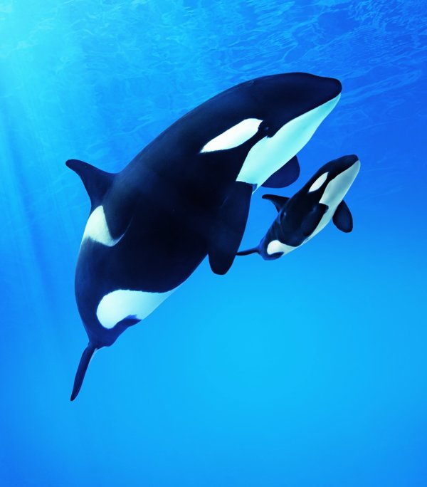 Loro Parque rememora los 15 años del rescate de 'Morgan': la orca sorda que desafió todos los límites