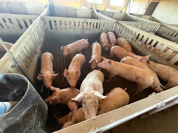 Agricultura e IRTA refuerzan su colaboración para impulsar el conocimiento del sector porcino