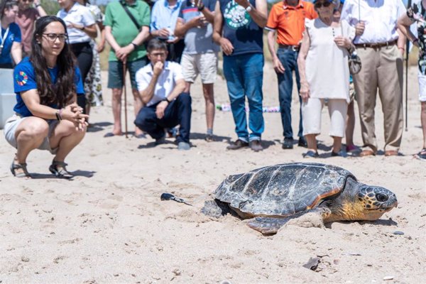 Más de 80 municipios costeros de la Comunidad Valenciana se unen este verano para salvar tortugas marinas