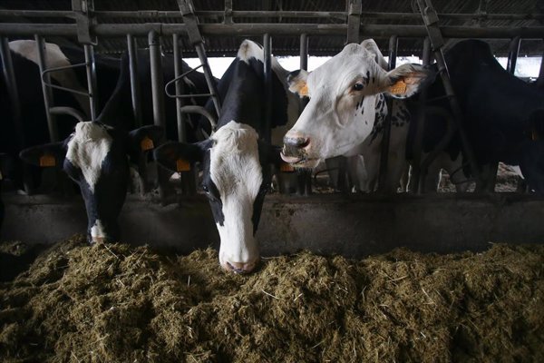 Agricultura destaca las importantes reducciones de amoniaco en la ganadería tras la puesta en marcha de Ecogan