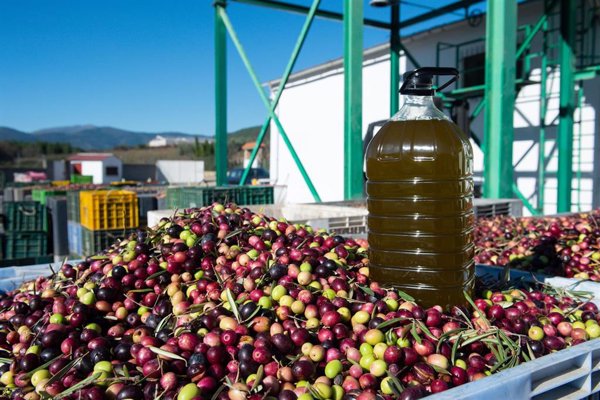 El COI fortalece su cooperación con Estados Unidos para impulsar el consumo de aceite de oliva