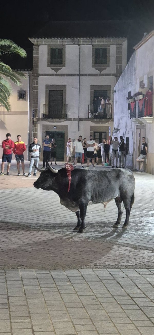 Un herido grave por asta de toro y cuatro leves en las Fiestas de San Juan de Coria (Cáceres)