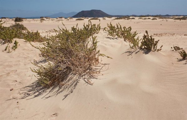 Transición Ecológica incide en la restauración de las Dunas de Corralejo (Fuerteventura) y hábitats de aves esteparias