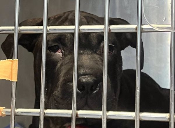 El Gobierno recuerda que corresponde al Ayuntamiento de Ibiza el cuidado de animales desamparados como la perra Ikram