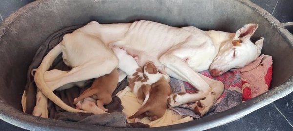 El Seprona abre diligencias de investigación por el supuesto maltrato de 40 perros en l'Alcora (Castellón)