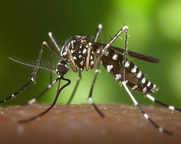 Sanidad confirma la presencia del mosquito tigre en 156 municipios españoles desde el año 2023