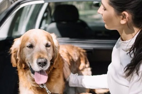 La Fundación RACE pide una regulación sobre cómo llevar a las mascotas en el interior de los vehículos
