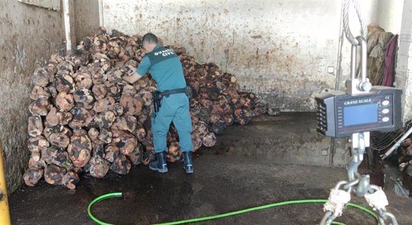 Guardia Civil interviene más de seis toneladas de cepas de brezo y 38 cornamentas de ciervos en Jimena (Cádiz)