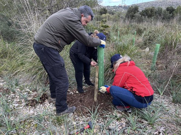 El proyecto Bosque Endesa Baleares, reconocido oficialmente como imbornal de carbono
