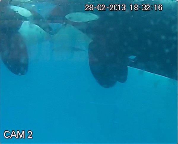 Loro Parque Fundación registra por primera vez un 'beso' entre orcas salvajes