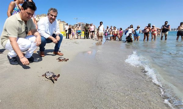 Liberan 30 ejemplares de tortuga boba en La Manga (Murcia)