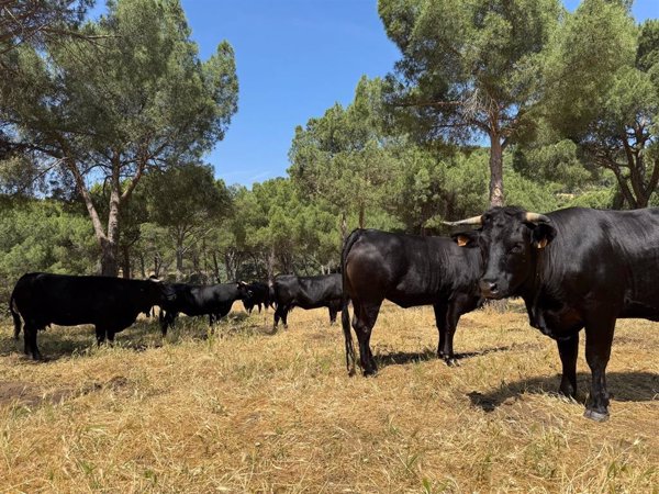 Más de 21.000 cabezas de ganado pastarán en zonas críticas de la Comunidad de Madrid para prevenir incendios forestales
