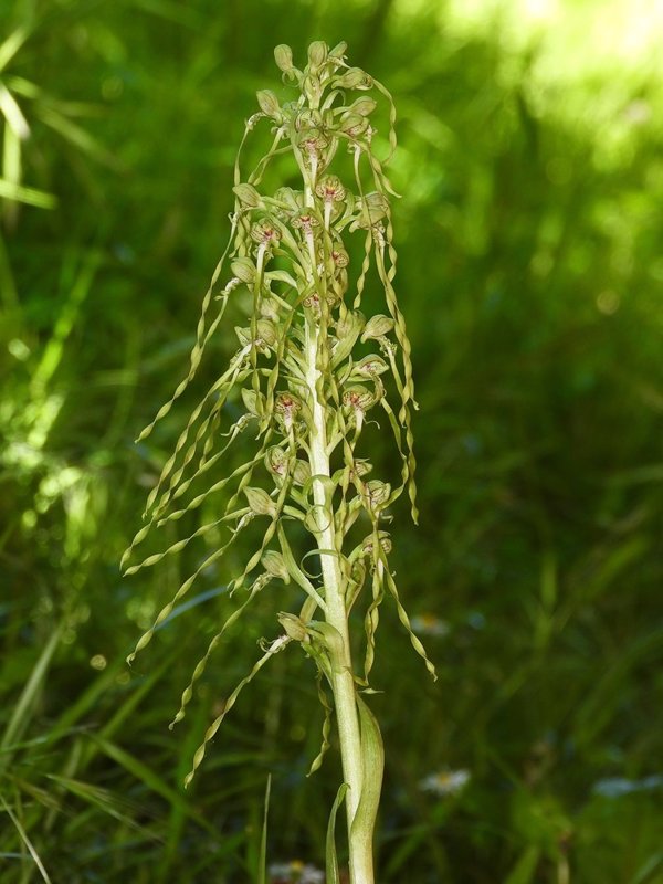 Hallada en el campus de la Universidad de Cantabria una nueva especie de orquídea propia del Mediterráneo