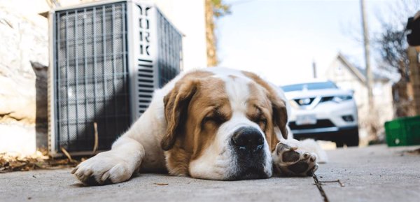 La Real Sociedad Canina llama a la responsabilidad en la Operación Salida: 