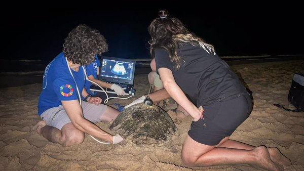 La playa de Arenales del Sol, en Elche (Alicante), registra el tercer nido de tortuga boba de la temporada con 79 huevos