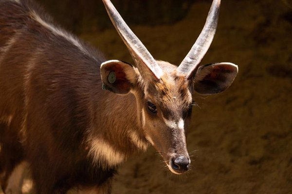 Bioparc Fuengirola (Málaga) da la bienvenida a un nuevo macho de sitatunga occidental