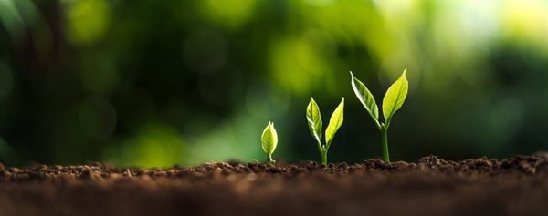 Las plantas jóvenes ignoran las alertas de sequía y priorizan el crecimiento del tallo para captar luz, según CSIC