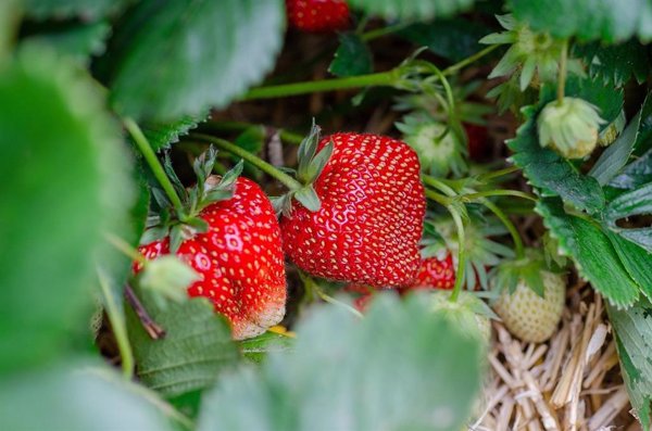 Un proyecto europeo fabricará bioenvases alimentarios a partir de desperdicios de fresas