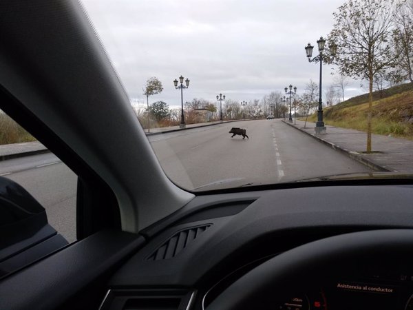 Ocho personas murieron en los 36.000 accidentes de tráfico con animales de 2024, el doble de siniestros que hace 10 años