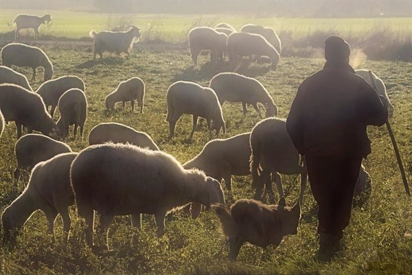 Unión de Uniones alerta de la caída de la producción del 7,5% en la leche de cabra y del 5,5% en la de oveja