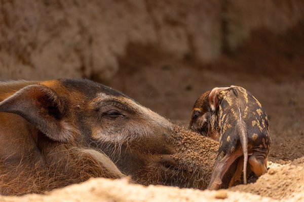 Nace en Bioparc Fuengirola (Málaga) una cría de potamoquero rojo, el jabalí más vistoso de África