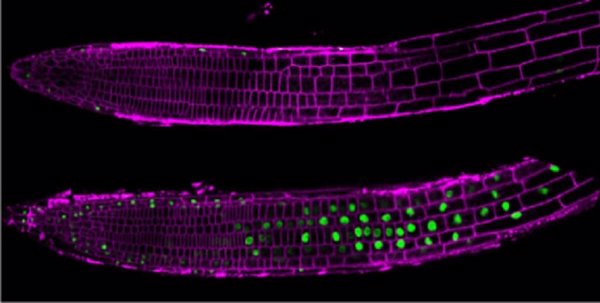 Investigadores del CBM descubren una proteína que ayuda a las plantas a defenderse de la sequía o la salinidad del suelo