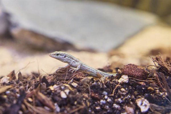 Nacen las primeras crías de lagartija pitiusa en cautividad dentro del proyecto de conservación del Gobierno balear