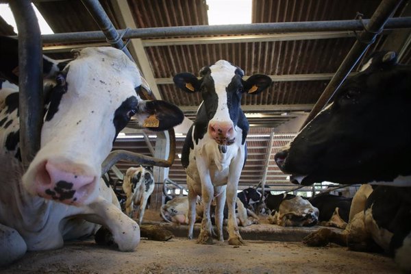 España, a la cola de Europa en el precio en origen de la leche de vaca