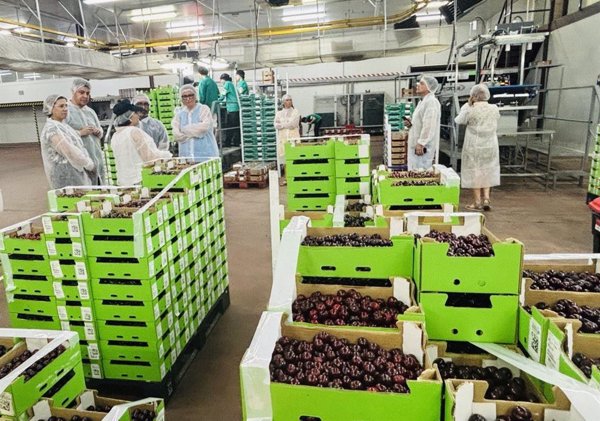 La recolección de cereza en el Valle del Jerte afronta los últimos días de una campaña 
