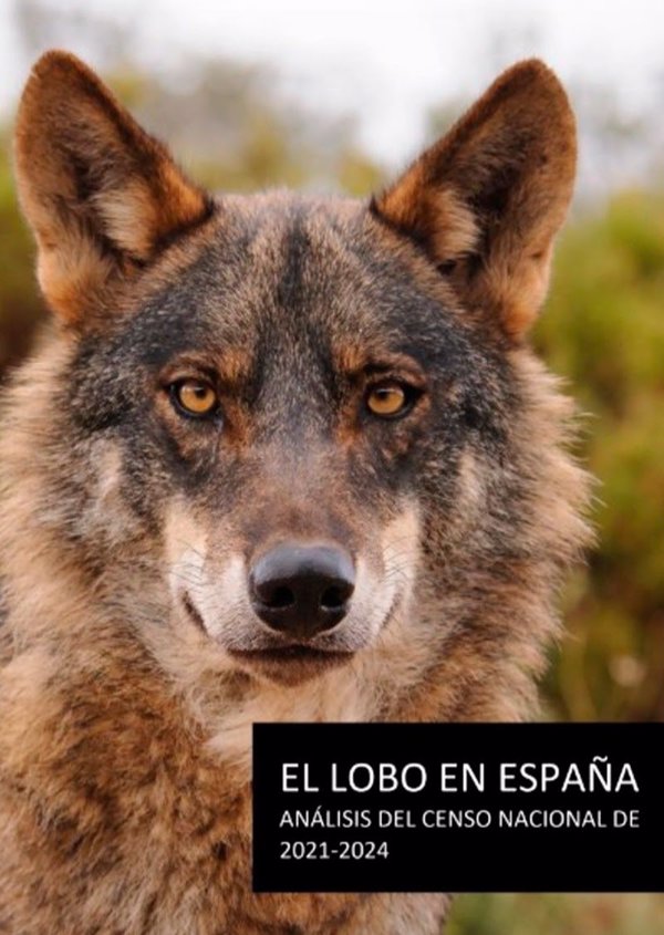 WWF señala que el censo del lobo debe tener en cuenta todos los ejemplares de la especie en España y Portugal