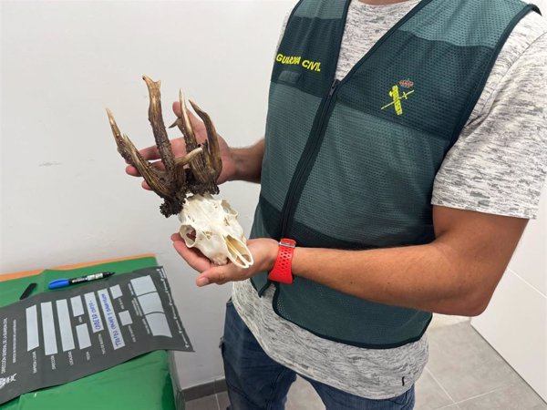 Dos investigados por la caza ilegal de un corzo cuidado en un coto de Jerez para mejorar la especie