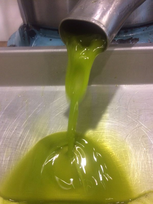 El 80% del aceite de oliva producido en la presente campaña ya está comercializado