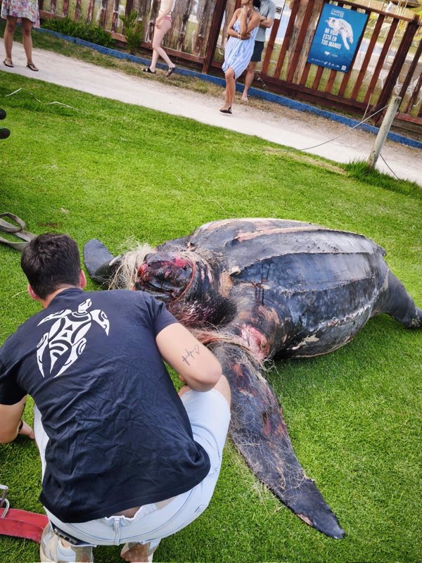 Encuentran sin vida en El Saler (Valencia) a una de las tortugas más grandes del mundo