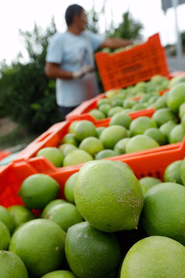Limones, peras conferencia y manzanas golden, los alimentos básicos que más suben su precio en julio