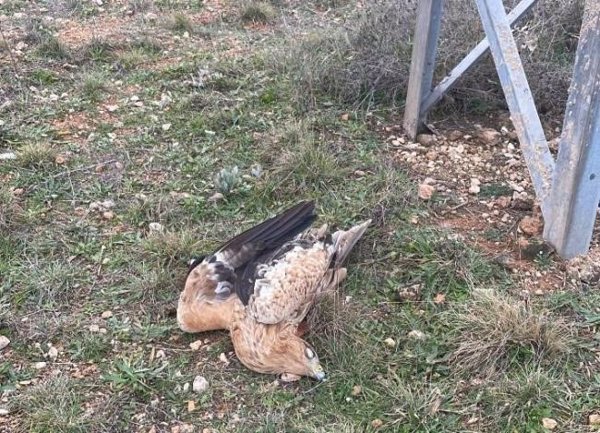 SEO/BirdLife pide colaboración ciudadana para evaluar impacto en aves del tendido eléctrico en 9 puntos de la Red Natura