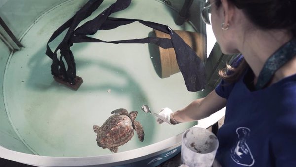 Una tortuga boba con restos de un globo ingresa en el Oceanogràfic tras aparecer varada en una playa de Torrevieja